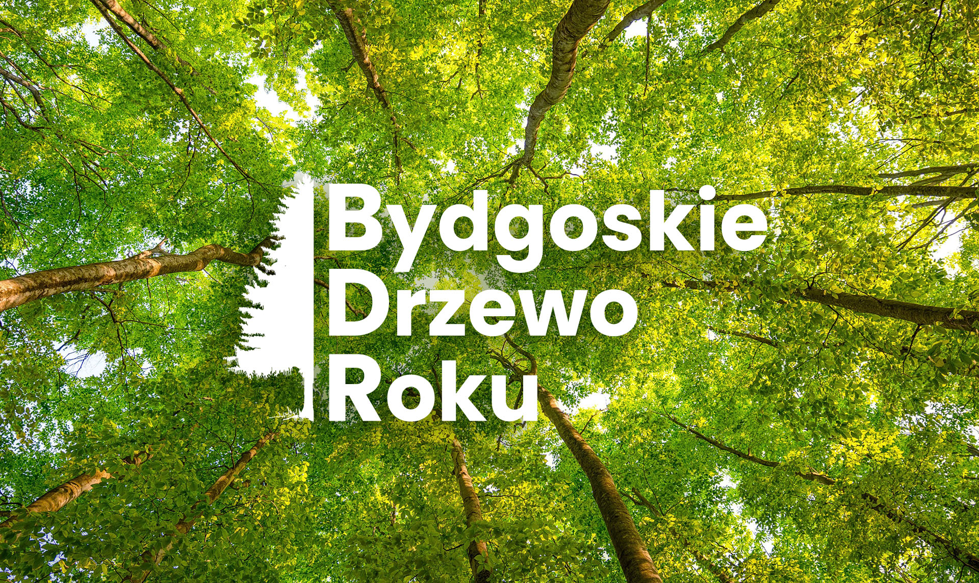 Konkurs Bydgoskie Drzewo Roku